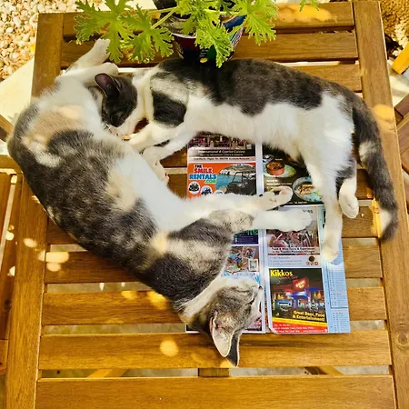 The Spot Glamping Daire *