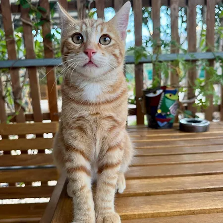 The Spot Glamping Daire